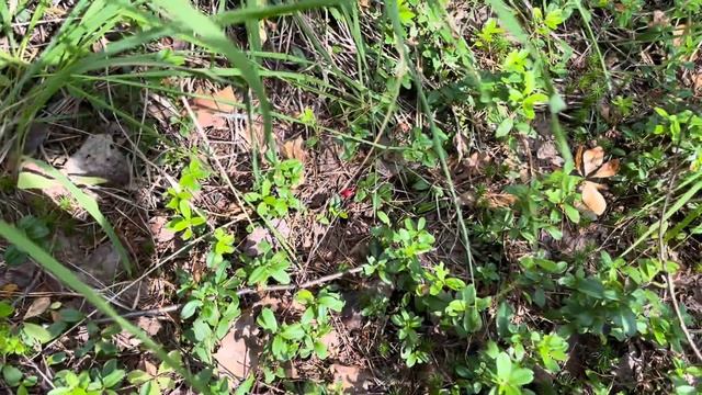 За Грибами в Августе. Вести из леса. Грибы 2023 смотреть онлайн