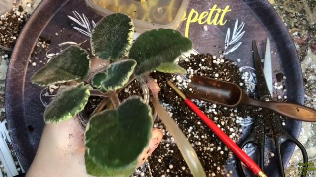 Пересадка фиалок | Перевалка фиалок | Переукоренение фиалок смотреть онлайн