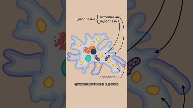Амёба обыкновенная - часть 1 #биологияегэ #биология #егэ смотреть онлайн
