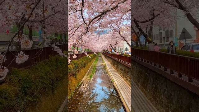One of the most beautiful places in South Korea? #nature #flowers #southkorea #asia #garden #life смотреть онлайн