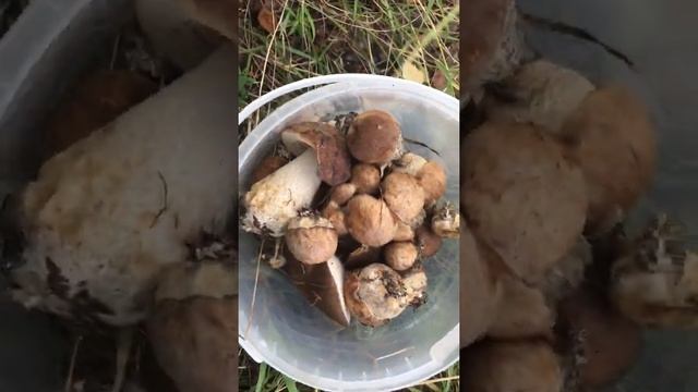 Грибы растут на даче смотреть онлайн