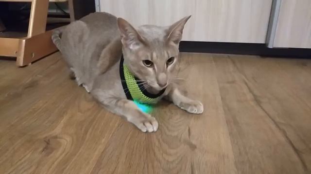 Шлейка для кота смотреть онлайн