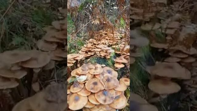 Грибы на Алтае смотреть онлайн