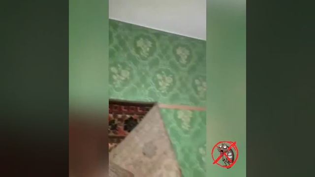 откуда появляются клопы в квартире смотреть онлайн