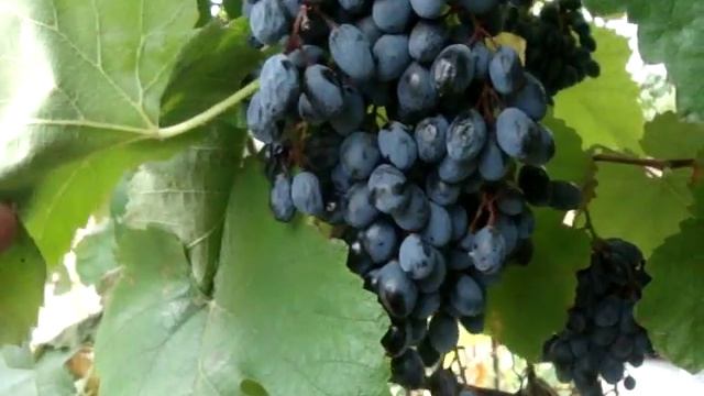 Сорт винограда Памяти Голодриги перед снятием урожая (1) смотреть онлайн