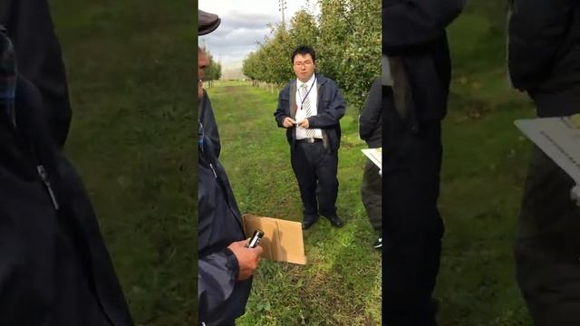 Технология выращивания яблоневых садов в Японии. Визит в частный сад. смотреть онлайн