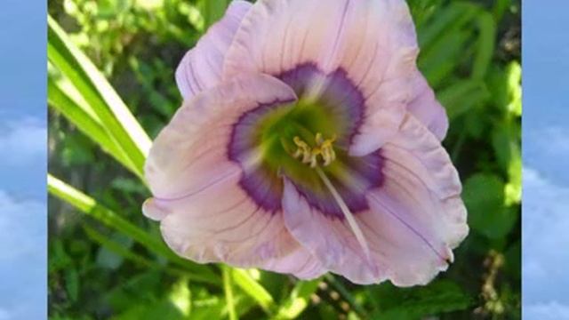 Лилейники в моём саду смотреть онлайн