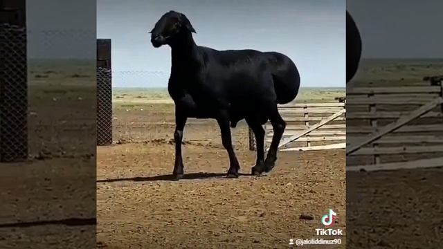САМЫЙ БОЛЬШОЙ БАРАН В МИРЕ | Гигант КОЧКАРИК #шортс смотреть онлайн