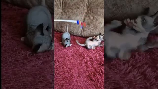 Наши котята Бамбино( сфинкс с короткими лапками). смотреть онлайн
