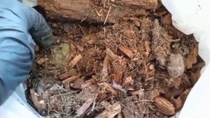 Добавляю в грунт землю из леса и труху от пня для крепкой рассады. Результат эксперимента.