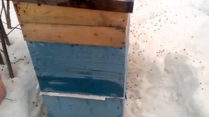 Спасаем горсть пчел с маткой весной.