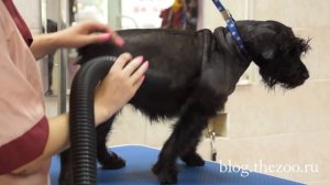 Груминг цвергшнауцера, стрижка цвергшнауцера, стрижка цверга, стрижка тримминг цвергшнауцера