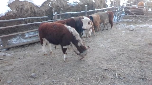 Бычкам дроблёнку (овёс + пшеница 3 кг в сутки каждому) смотреть онлайн