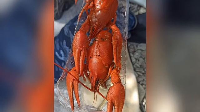 Когда рак на горе свистнул... смотреть онлайн