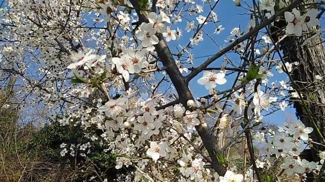 #алыча #цветет #2020 #март смотреть онлайн
