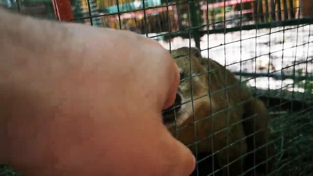 Одноглазый коати поел, сделал потягуши и вкусно поссал смотреть онлайн