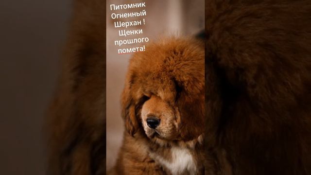 Питомник Огненный Шерхан! У нас есть свободные щенки д р 24.12 2021. смотреть онлайн