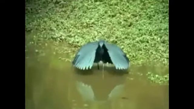 Птица прячет голову😅 смотреть онлайн