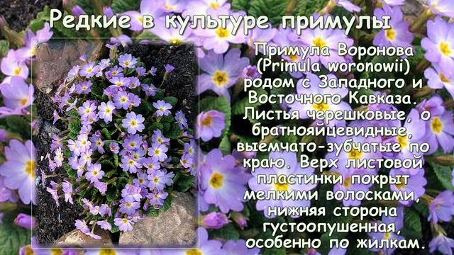 ПРИМУЛЫ. КАКИЕ СОРТА ПРИМУЛ ПОСАДИТЬ? смотреть онлайн