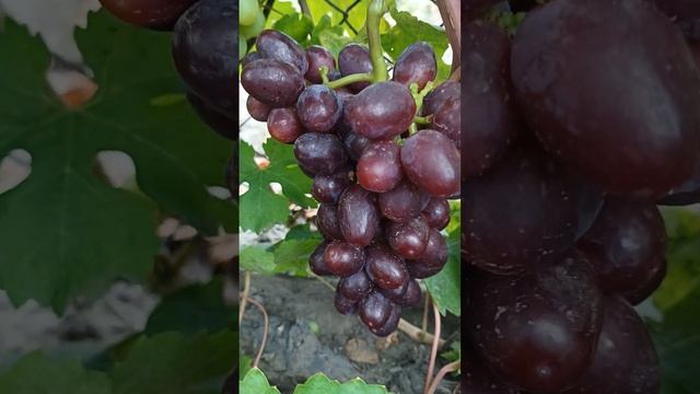 Плюсовий+Красний принц смотреть онлайн