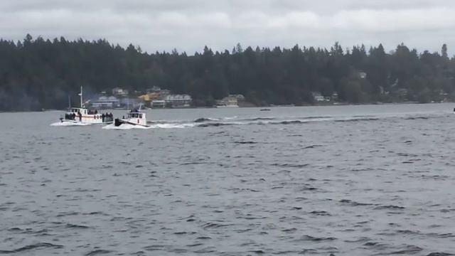 Olympia Harbor Days Tugboat Races 2015 смотреть онлайн