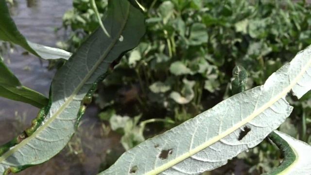 Какой ивой кормить кроликов/Паразиты на ивняке/Ивовая роза смотреть онлайн