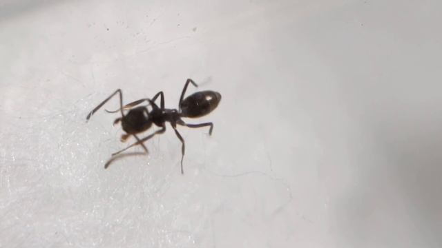 ANTenas || Tapinoma nigerrimum - Mantequilla Hymenóptera смотреть онлайн