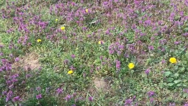 Луговые цветы. Meadow flowers. смотреть онлайн