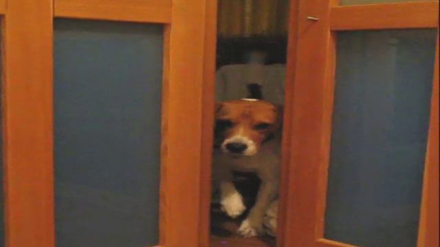 Beagle George....Posso entrare?? смотреть онлайн