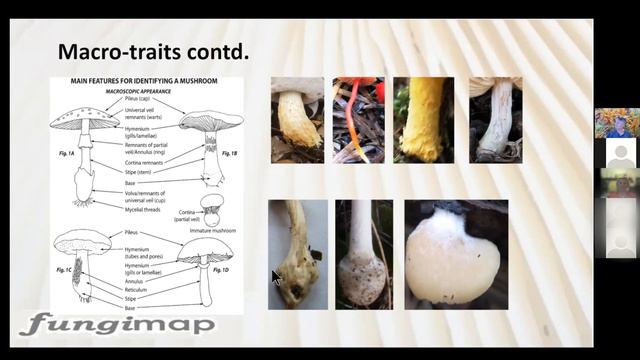 Fungi identification workshop for beginners смотреть онлайн