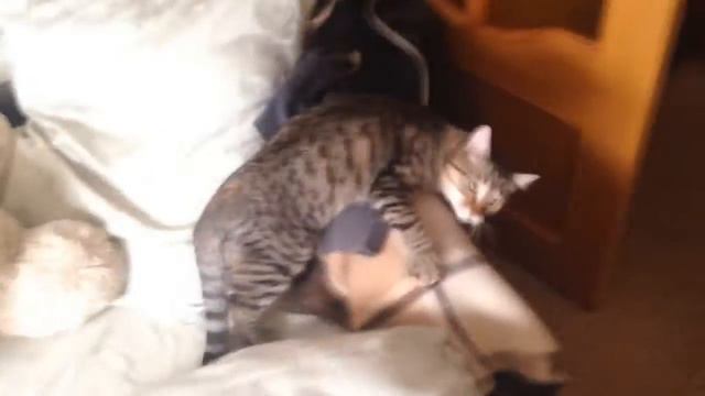 Котик Дориан Грей смотреть онлайн