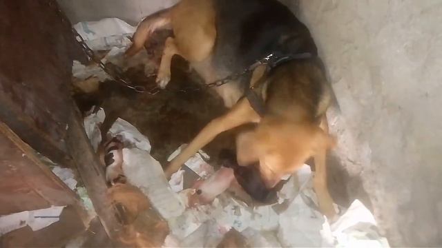 Dog giving birth. Nanganak ang aso naming si Mocha. смотреть онлайн