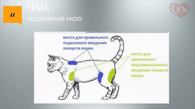 Как сделать подкожный укол коту? смотреть онлайн