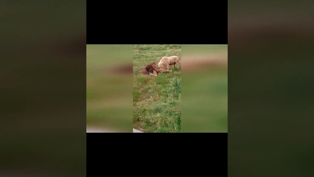 Её ели еще живой... Львичка Людмила... Тайгановский могильник. 2020 год. ТАЙГАН смотреть онлайн