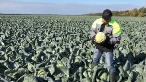 Капуста для переработки Ларсия F1 (Larsia F1) от Seminis