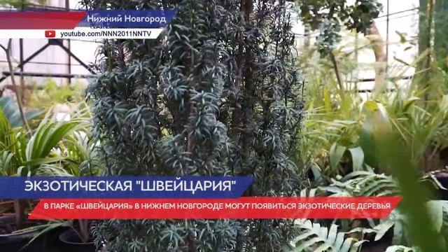 В нижегородском парке «Швейцария» могут появиться экзотические деревья смотреть онлайн