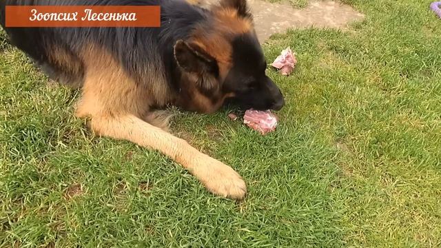 Собак нельзя кормить сырым мясом! смотреть онлайн