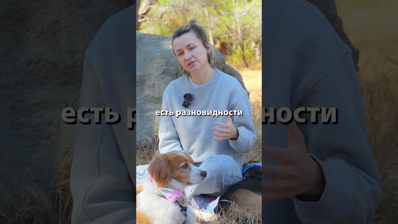 Пищевые игрушки для щенка #shorts смотреть онлайн