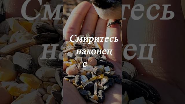 Чудо в перьях ... смотреть онлайн