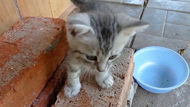 Наша Дымка исчезла давно. Маня усыновила и удочерила своих братишек и сестричек. смотреть онлайн