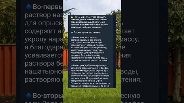 Укроп #укроп