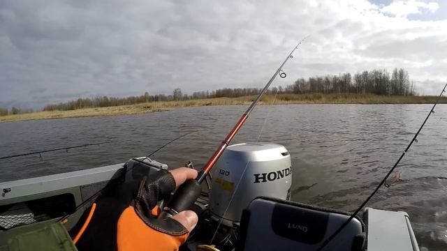 Ловля судака на джиг и щуки троллингом .Сорокошичи 2017, Перед нерестом. смотреть онлайн