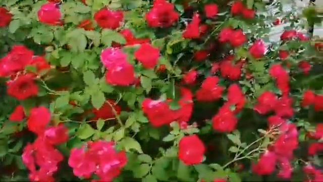 АЛАЯ РОЗА миллион и одна РОЗА смотреть онлайн