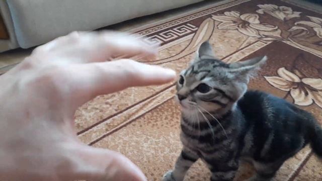КОТ КУСАЕТСЯ И ЦАРАПАЕТСЯ! БИТВА ТИТАНОВ смотреть онлайн