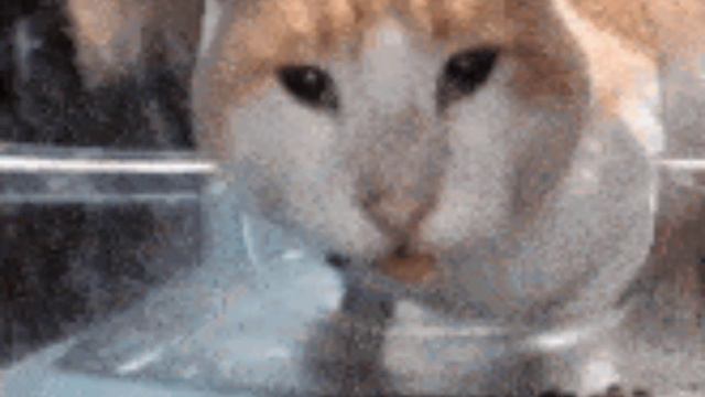 Huh... смотреть онлайн