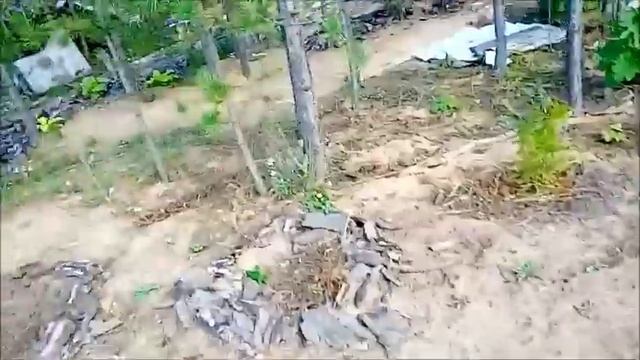 Мой цветник осенью 20 смотреть онлайн