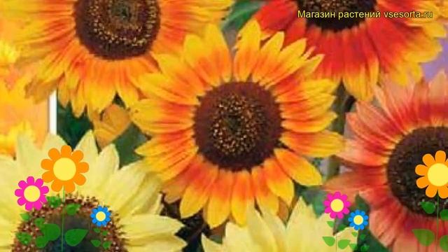 Подсолнечник Смесь окрасок. Краткий обзор, описание характеристик helianthus annus Smes' okrasok смотреть онлайн