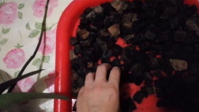 Можно ли пересаживать цветущие орхидеи, пересадка фаленопсиса с растущим цветоносом. смотреть онлайн