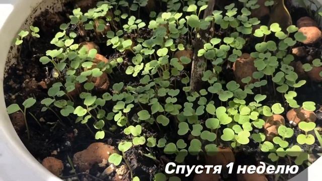 Руккола на подоконнике. Огород на балконе. Микрогрин выращивание смотреть онлайн