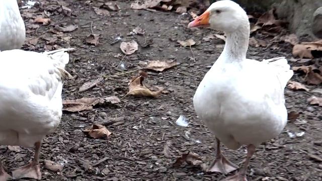 ЖИВОТНЫЕ МЫ В ШОКЕ!!!! КРАСНОДАРСКИЙ ЗООПАРК САФАРИ ПАРК, В мире ЖИВОТНЫХ столько не видел Краснода смотреть онлайн